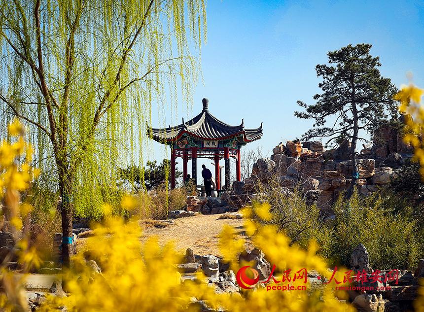 雄安郊野公園內(nèi)迎春花開，柳樹抽芽。人民網(wǎng)宋燁文攝