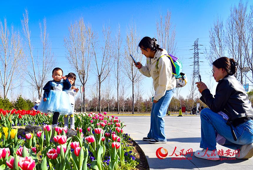 雄安悅?cè)莨珗@郁金香盛放，吸引了眾多游客前來踏青賞花。人民網(wǎng)宋燁文攝
