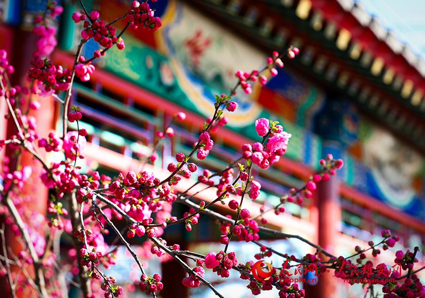 雄安郊野公園一角，枝頭綴滿花朵。人民網(wǎng)宋燁文攝