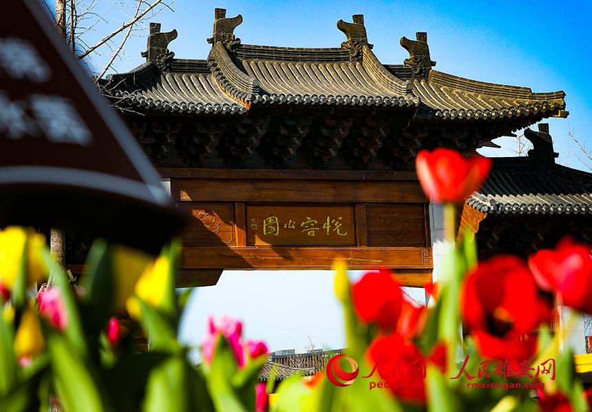 雄安悅?cè)莨珗@郁金香盛放。人民網(wǎng)宋燁文攝
