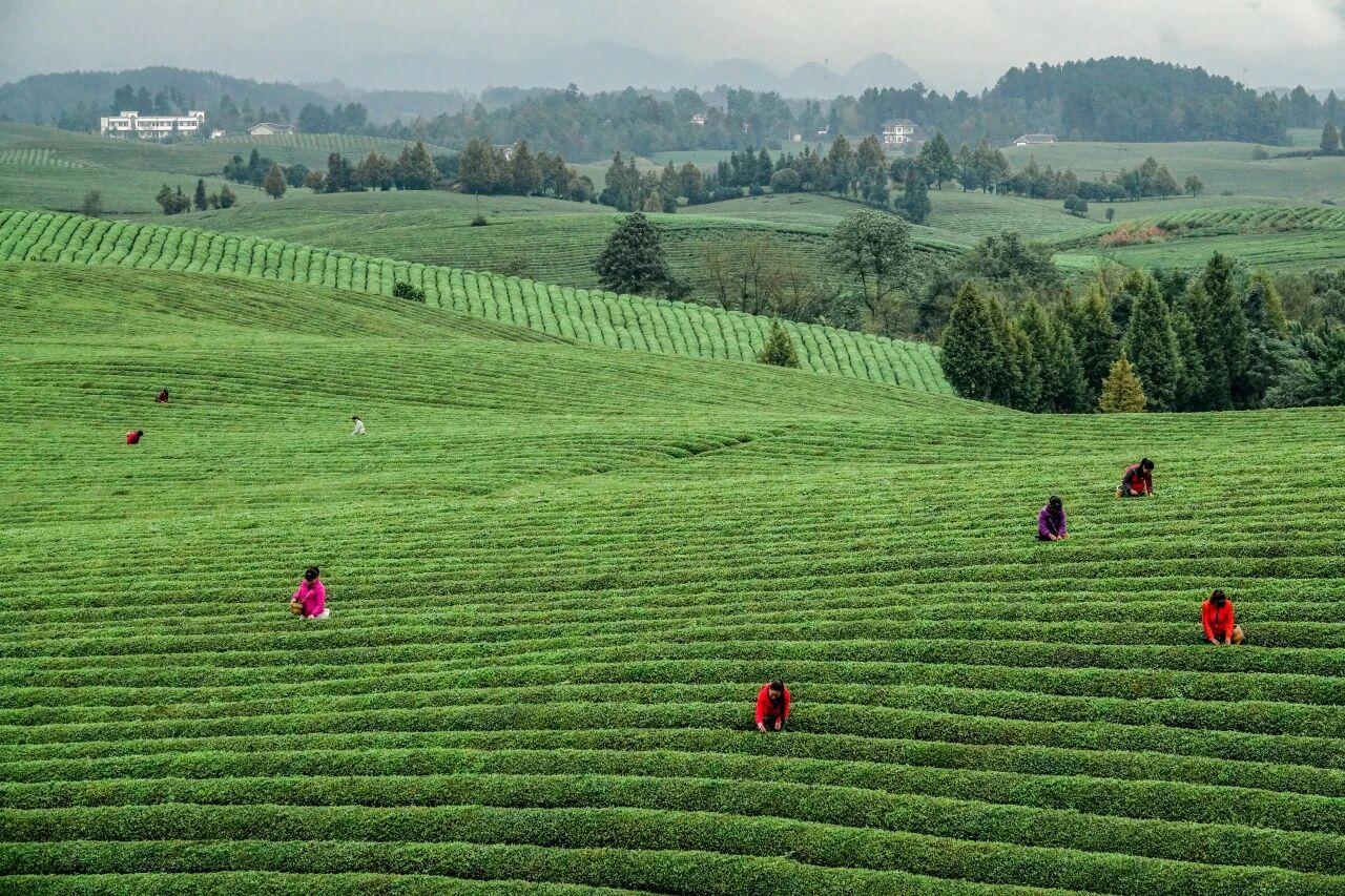 貴州省遵義市湄潭縣永興茶海。攝影 楊良強(qiáng).jpg