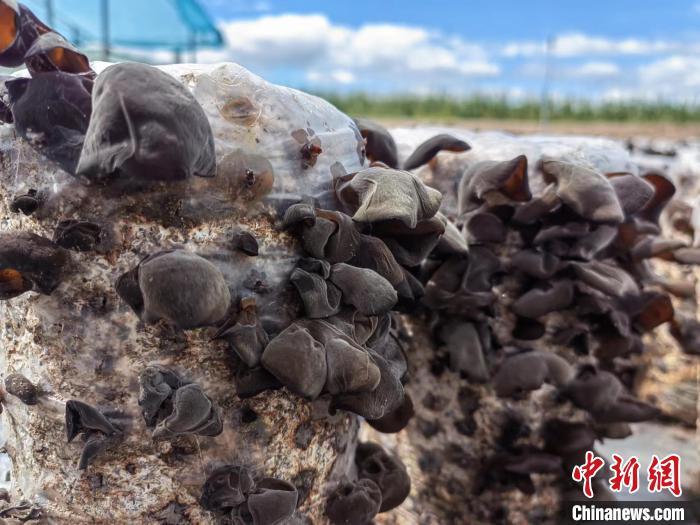 圖為阿榮旗的黑木耳。(資料圖) 謝宏秀供圖